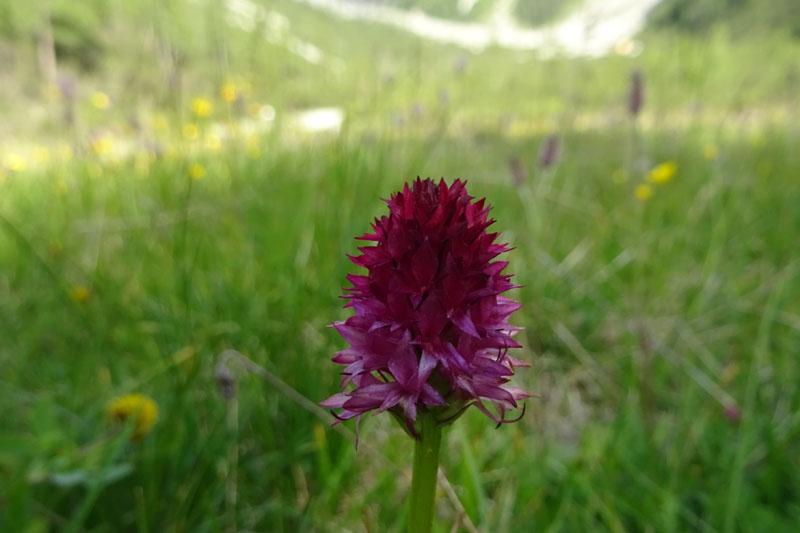 Nigritella miniata var. miniata